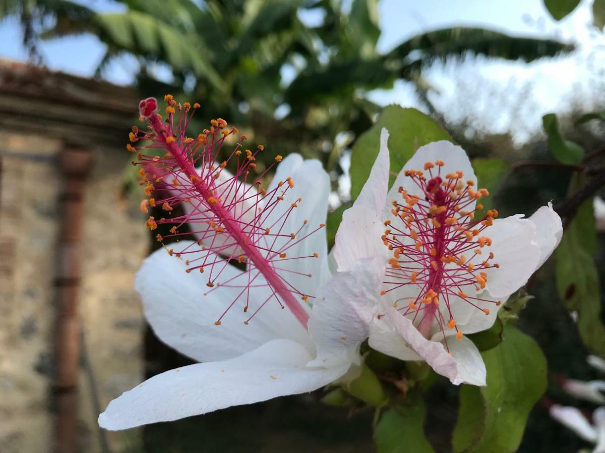 Giardino Di Sicilia Pension SantʼAgata di Militello Buitenkant foto